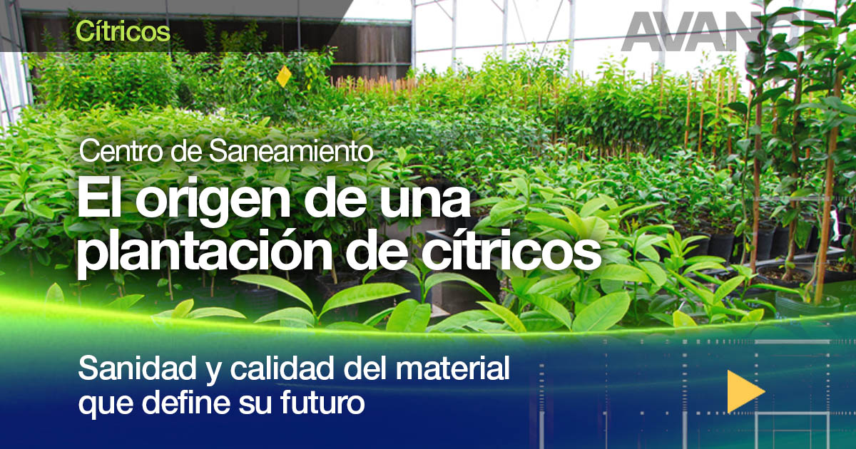 El origen de una plantación de cítricos