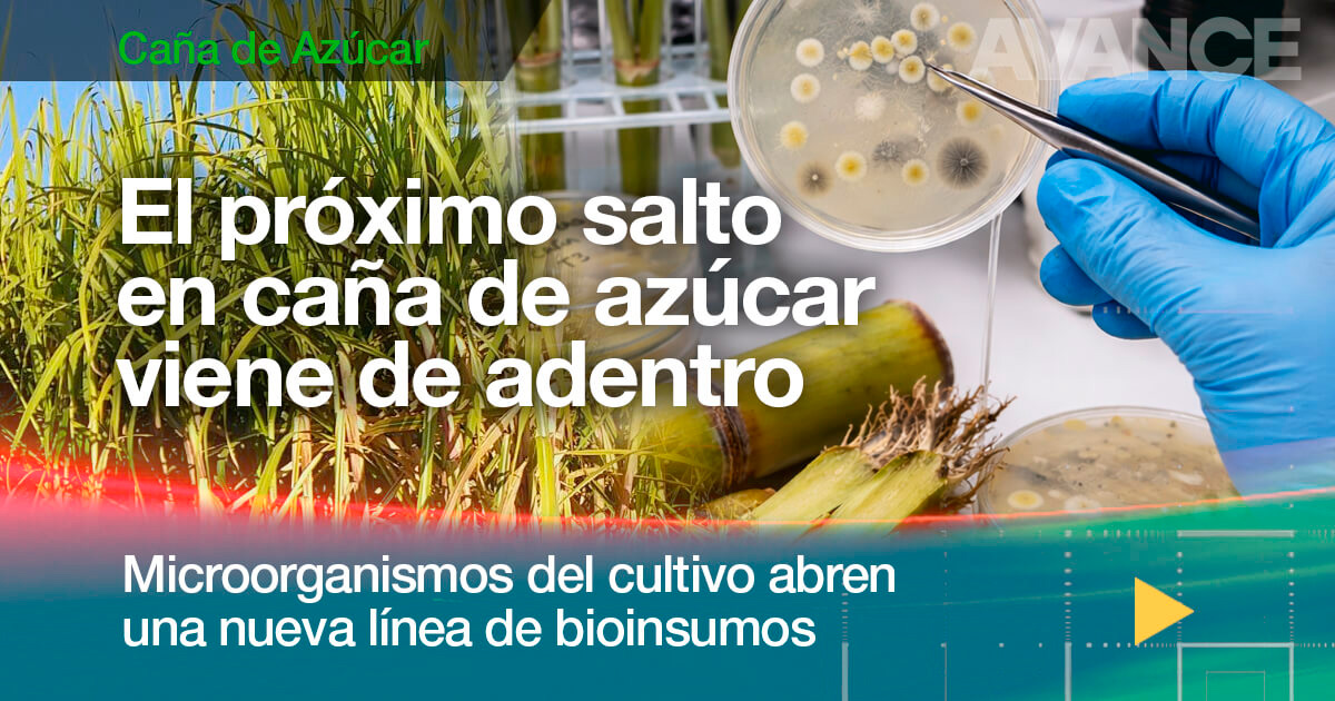 El próximo salto en caña de azúcar viene de adentro