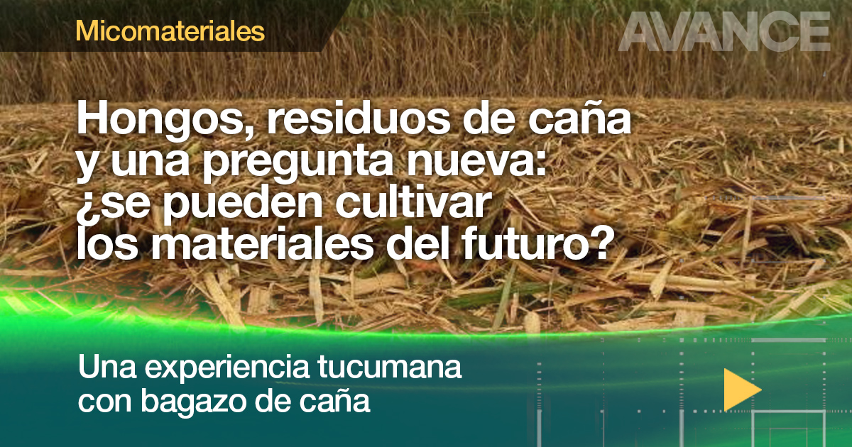 Del Reino Fungi a los micomateriales
